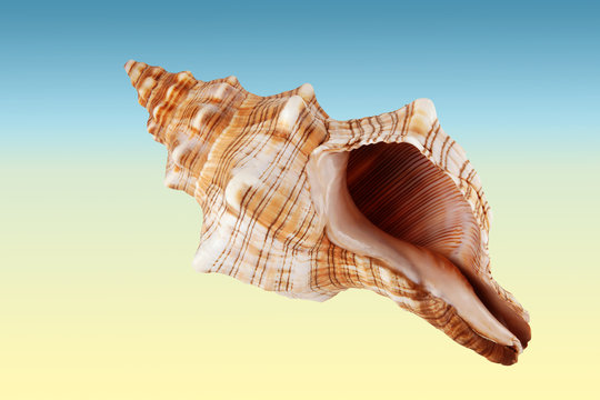 Coquillage