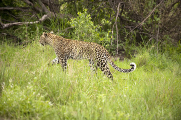 Leopard resting in the green at Kruger national park, South Afri