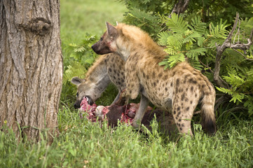 two hungry hyenas are eating dead animal