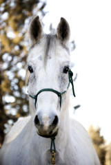 Fototapeta na wymiar Pretty Flea-Bitten Grey Horse - selective DOF - Focus on Eyes