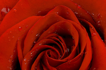 Red rose with drops