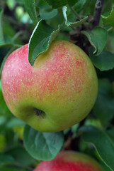 reifer Apfel I