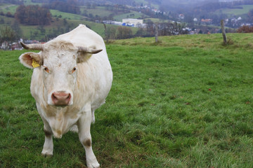 Milchkuh