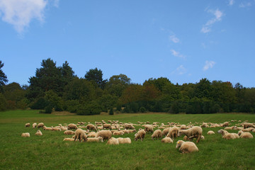 Obraz premium Sheep
