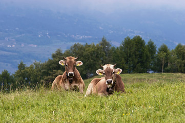 veaux couch&eacute;s