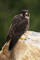 Peregrine falcon 2