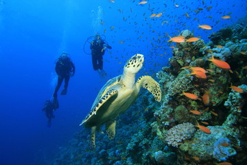 Turtle and Scuba Divers