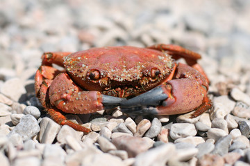 Red prepared sea crab