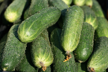 Green fresh cucumbers background