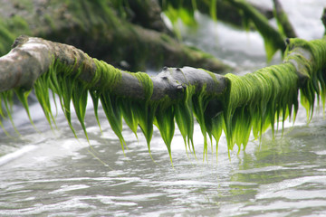 Green algae growing on a branch in the ocean