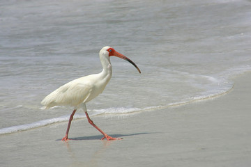 White Ibis walking at the beach