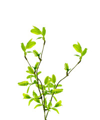 spring branch isolated