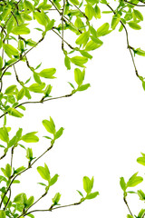Obraz premium spring branch frame