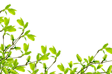 Fototapeta premium spring branch frame
