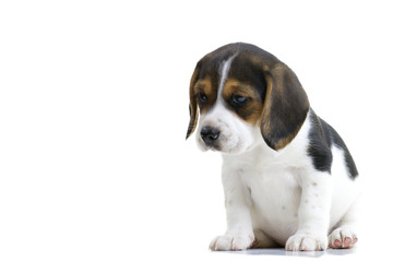 Beagle Puppy