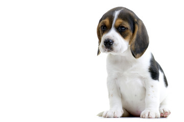 Beagle Puppy