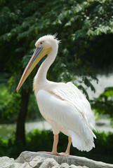 Great White Pelican