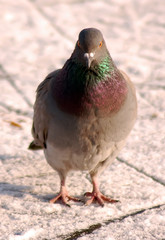 Danger viev from pigeon
