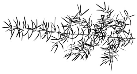 Obraz premium Branch Silhouette 01 - detailed illustration