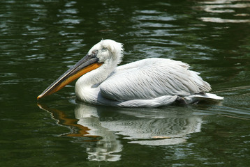Dalmatian Pelican swimming