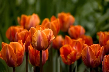 Papier Peint photo Tulipe tulips
