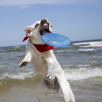 Labrador retriever in action