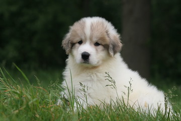 moment de detente pour le chiot montagne des pyrénées © Dogs