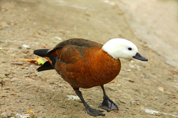 Duck