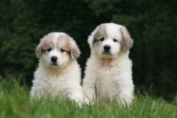 le regard observateur de deux chiots montagne des pyrénées