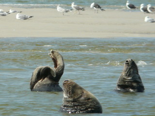 phoques gris
