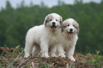 duo de chiots montagne des pyrénées