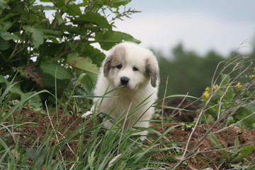 le cache cache d'un chiot montagne des pyrénées