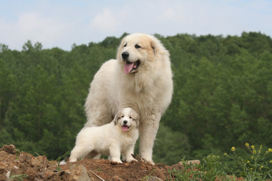 la pose fi&egrave;re du grand et du petit montagne des pyr&eacute;n&eacute;es