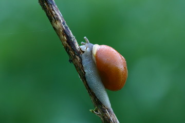 Schnecke