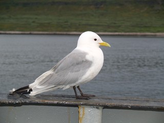 Beautefull birds of Russia, Barents Sea 1