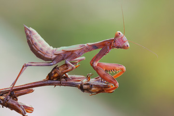 Macro praying mantis