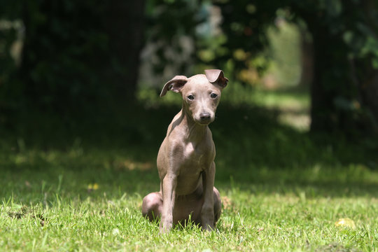 jeune levrier italien assis tranquille dans le jardin