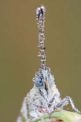 Fototapeta premium Isolated supermacro butterfly with waterdrops