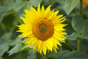 Sonnenblume