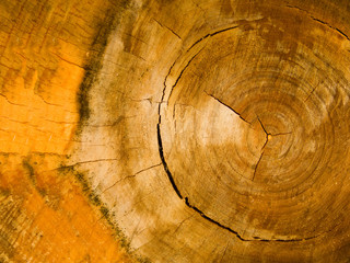 Cut of a tree of deciduous breed