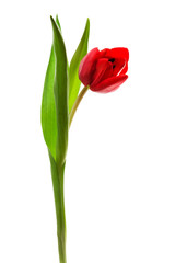 Obraz premium red tulip