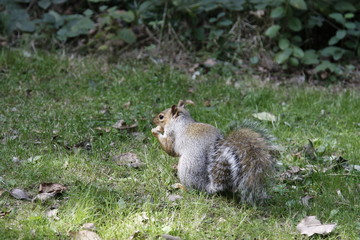 Squirrel eating a nut in late autumn
