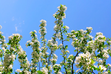 apple tree flowers