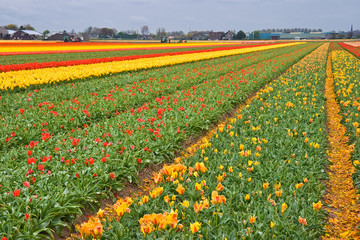 Fototapeta premium Cutting the heads of tulips