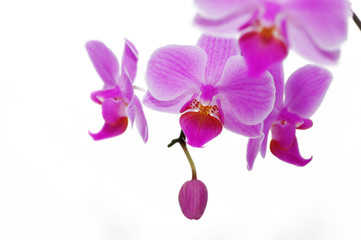 Obraz na płótnie Canvas Róża orchidee