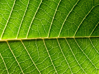 Close-up of green leaf