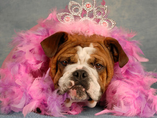 spoiled dog -  bulldog dressed up with tiara and pink boa