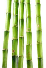 bamboo 9