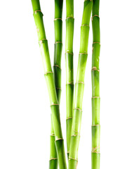 Fototapeta na wymiar bambus 10