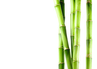 bamboo 11